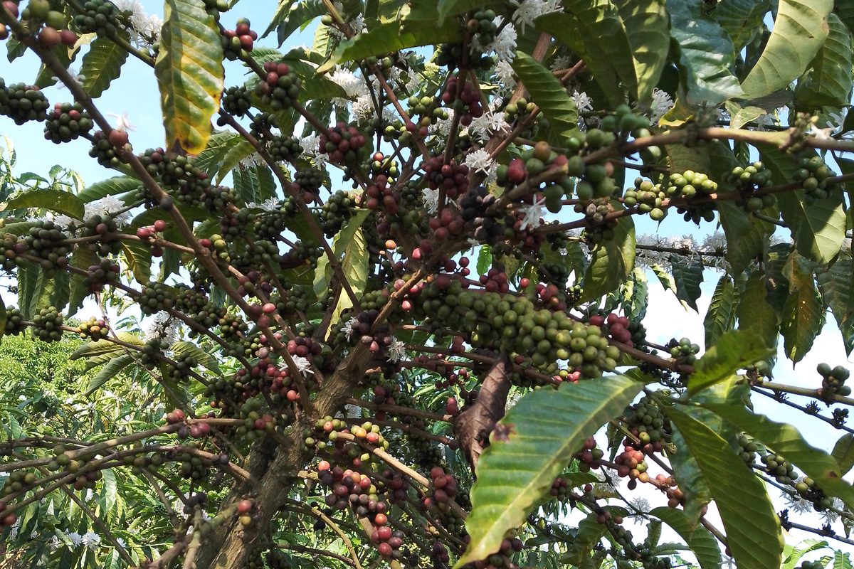 Kaffeekirschen am Strauch — Geossegawa, CC BY 4.0
